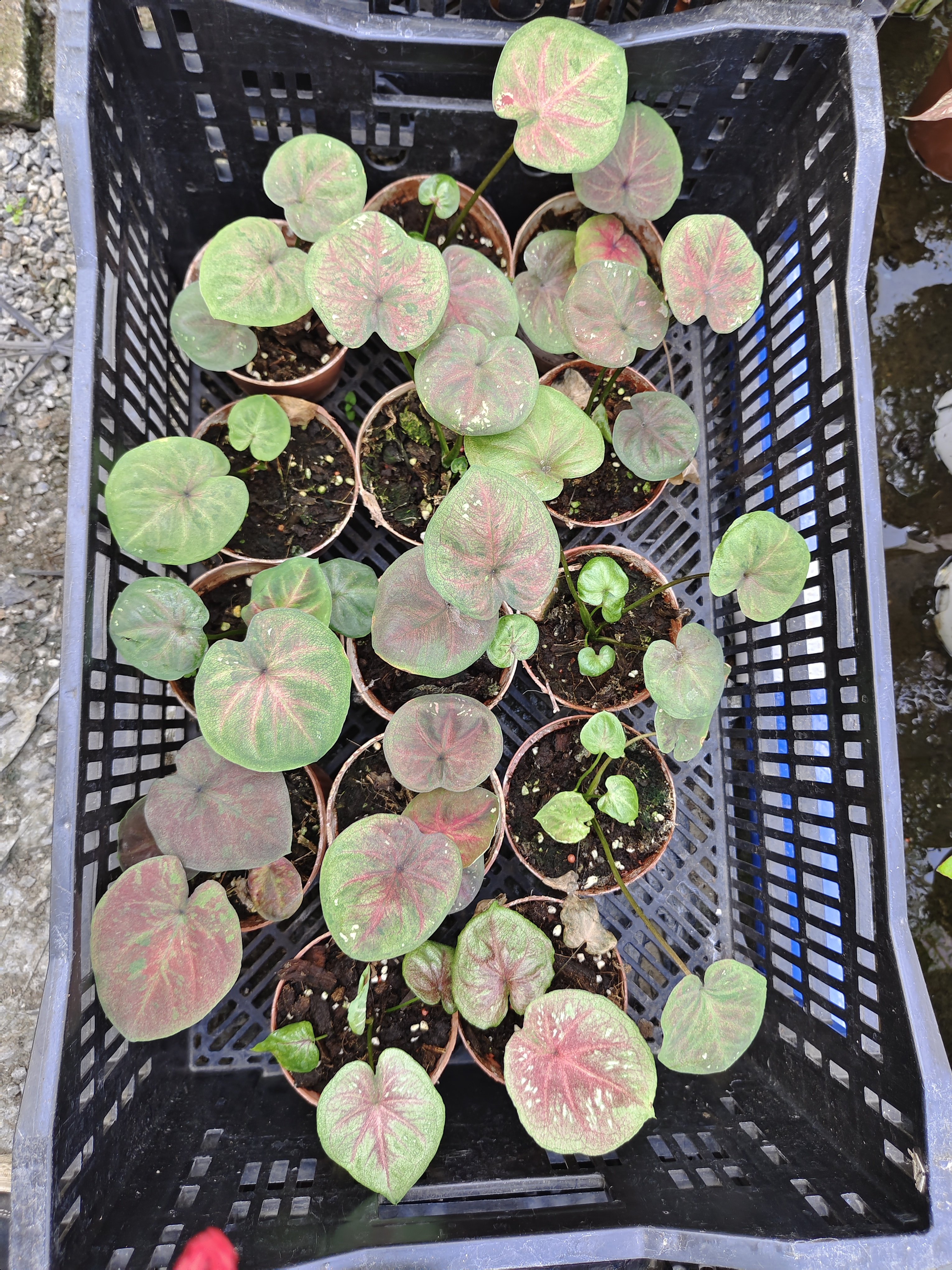 小海王不做任何售后，想好再拍,淘宝优惠券,粉丝福利购,淘宝优惠卷