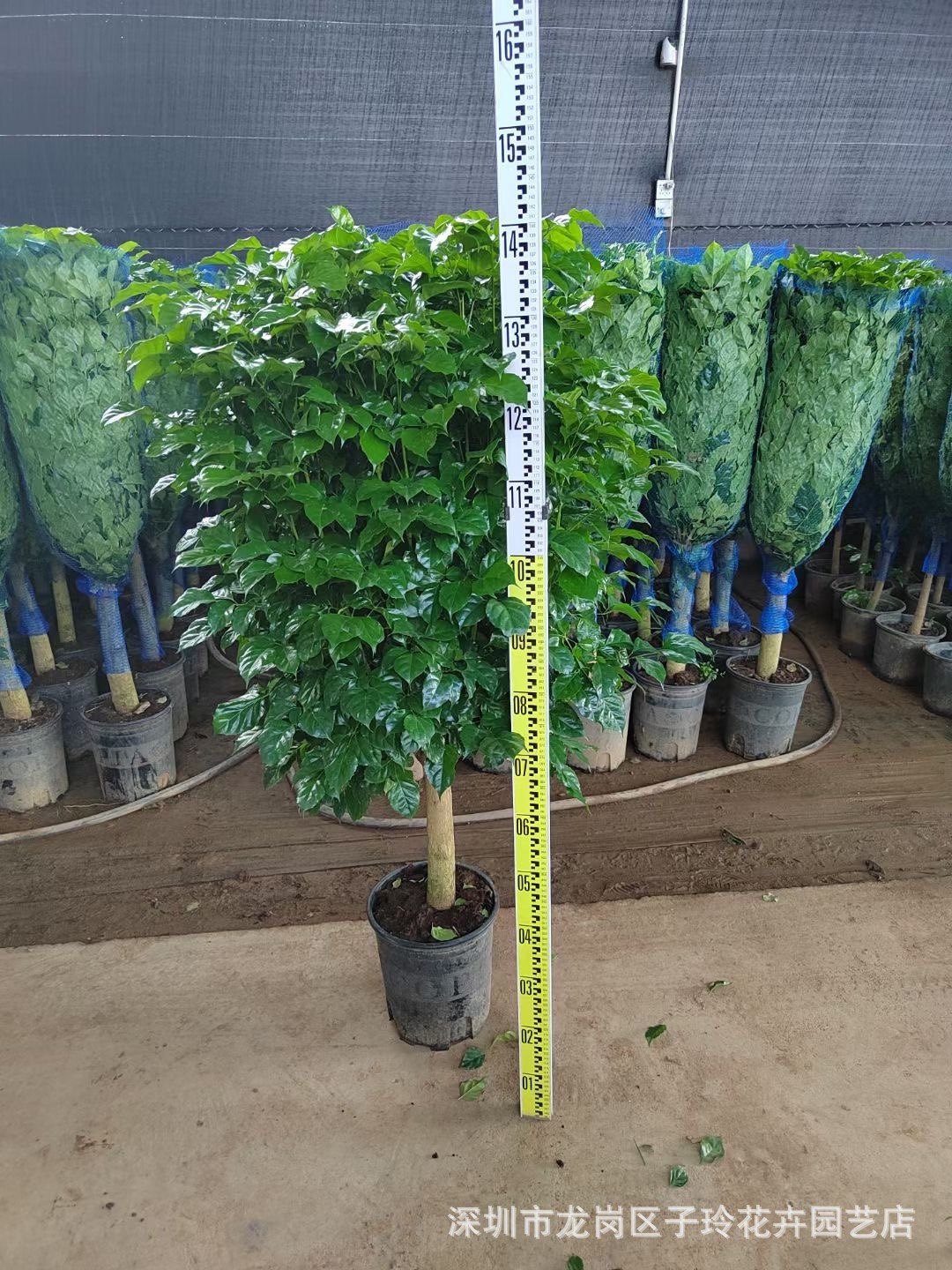 幸福树盆栽办公室客厅大型绿植盆景平安树驱蚊植物开业乔迁花卉,淘宝优惠券,粉丝福利购,淘宝优惠卷