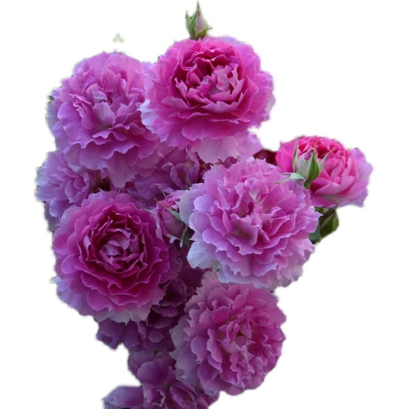 浓香天方夜谭月季盆栽阳台欧月花苗多季开花植物室内外玫瑰大花卉,淘宝优惠券,粉丝福利购,淘宝优惠卷