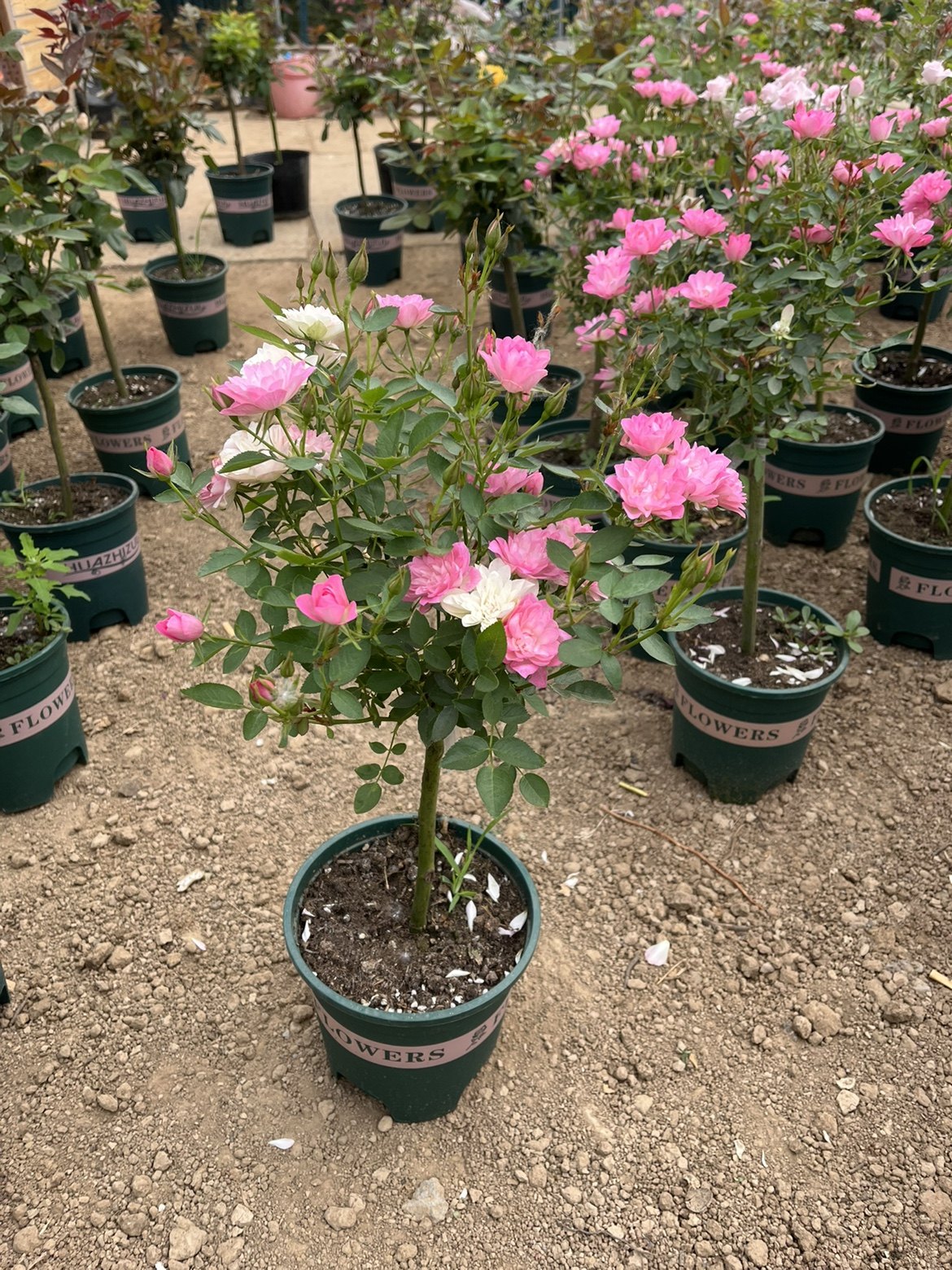 天荷繁星月季微月多头月季室内盆栽花卉带花苞四季开花新手好养,淘宝优惠券,粉丝福利购,淘宝优惠卷