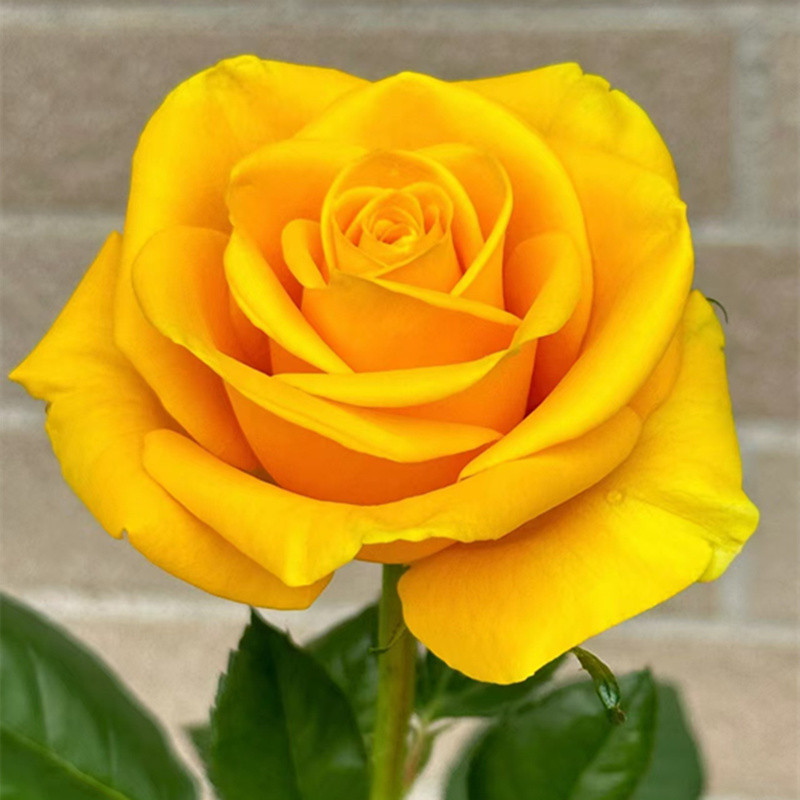 苏格兰黄油玫瑰花月季花苗特大切花盆栽四季灌木庭院阳台花卉植物,淘宝优惠券,粉丝福利购,淘宝优惠卷