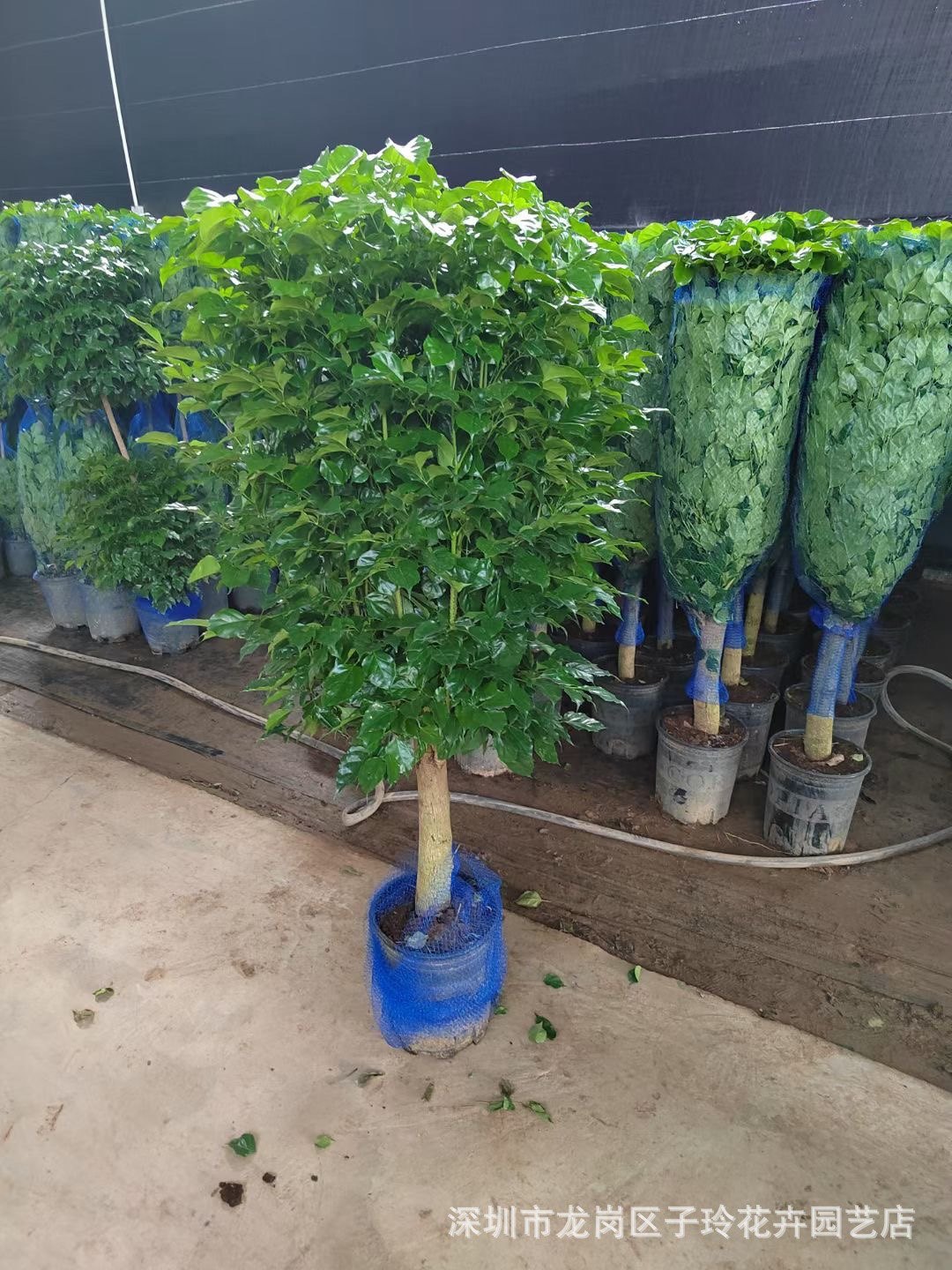 幸福树盆栽办公室客厅大型绿植盆景平安树驱蚊植物开业乔迁花卉,淘宝优惠券,粉丝福利购,淘宝优惠卷