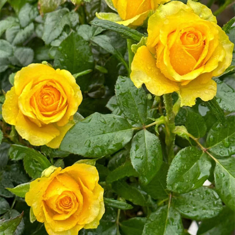 苏格兰黄油玫瑰花月季花苗特大切花盆栽四季灌木庭院阳台花卉植物,淘宝优惠券,粉丝福利购,淘宝优惠卷