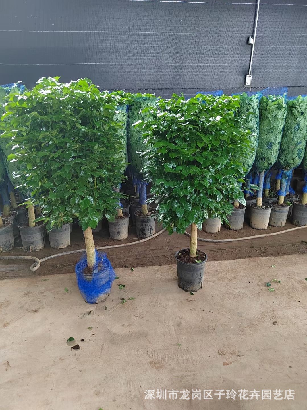 幸福树盆栽办公室客厅大型绿植盆景平安树驱蚊植物开业乔迁花卉,淘宝优惠券,粉丝福利购,淘宝优惠卷