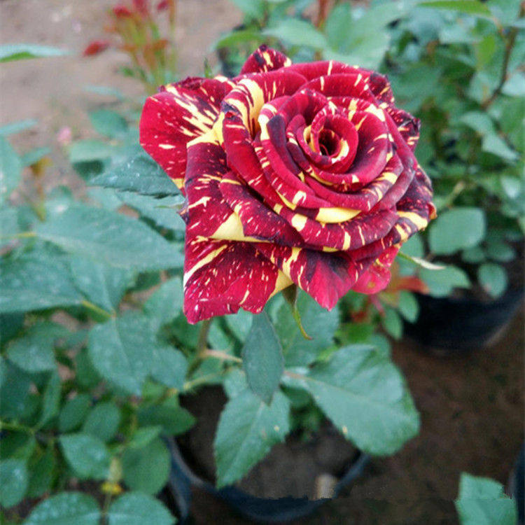 流星雨大花藤本月季玫瑰花苗蔷薇盆栽绿植带花四季开花阳台庭院,淘宝优惠券,粉丝福利购,淘宝优惠卷