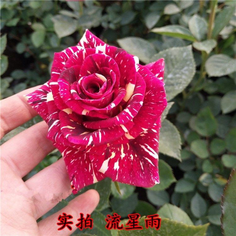 流星雨大花藤本月季玫瑰花苗蔷薇盆栽绿植带花四季开花阳台庭院,淘宝优惠券,粉丝福利购,淘宝优惠卷