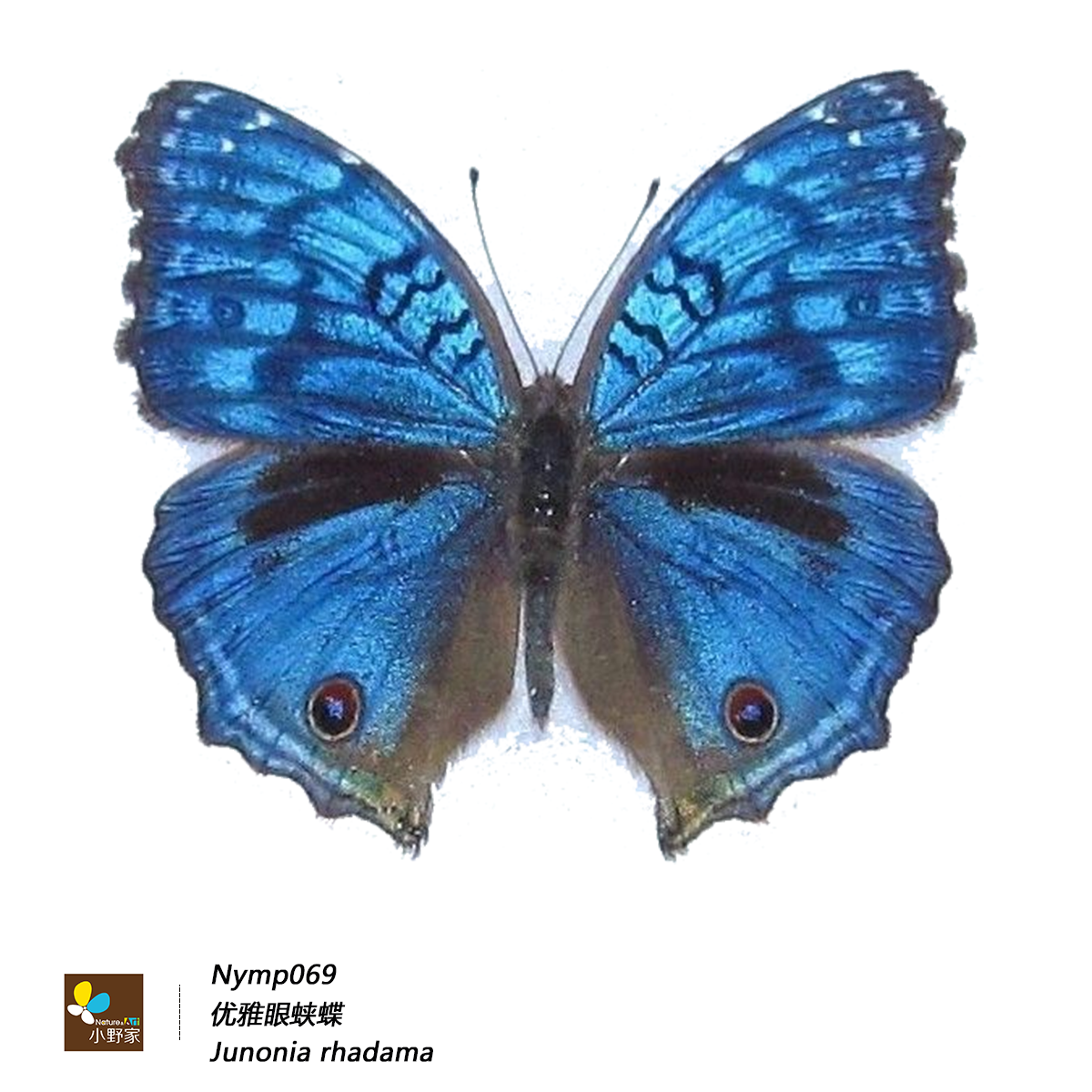 蛱蝶亚科【眼蛱蝶族】优雅眼蛱蝶真蝴蝶标本昆虫原蝶科普展定制,淘宝优惠券,粉丝福利购,淘宝优惠卷