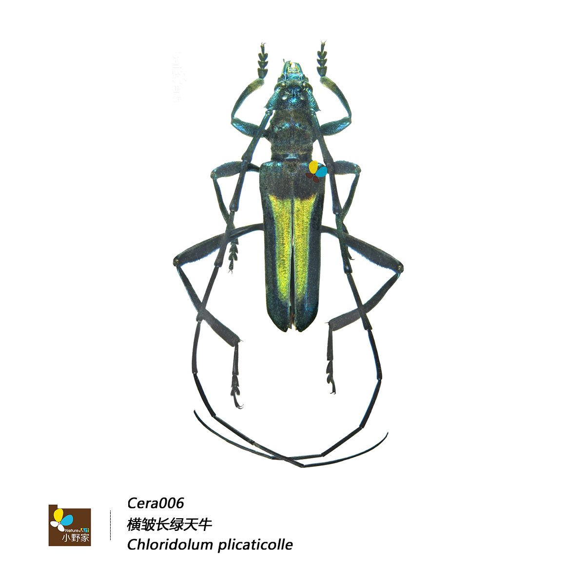 鞘翅目【天牛科】真昆虫标本真虫标本教学标本昆虫科普模型,淘宝优惠券,粉丝福利购,淘宝优惠卷