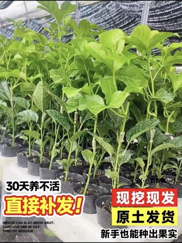 钦蜜黄金9号百香果嫁接苗树苗纯甜四季结果爬藤南方当年结果 - 图1