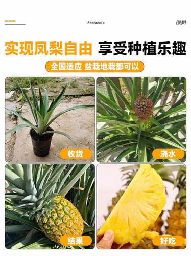 凤梨苗菠萝苗子带果盆栽大号南北方耐寒庭院矮化水果树苗 - 图2