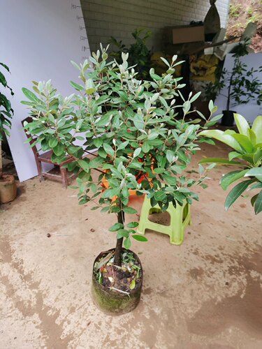 桃金娘精品苗改良大果种植庭院盆栽桃金娘树苗山捻子果苗盆景 - 图3