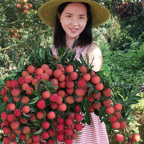 高压圈荔枝苗树桩矮化嫁接荔枝果树苗盆栽地栽南北方种植当年爆果 - 图3