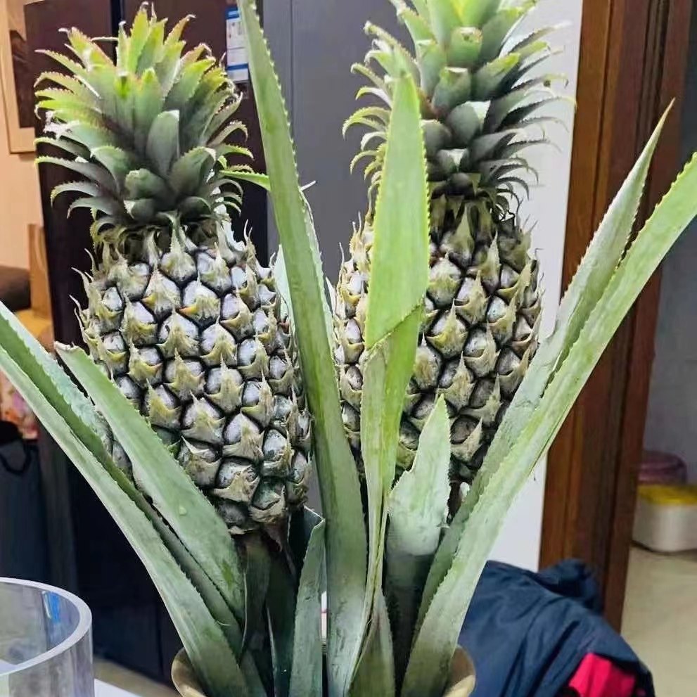 带杆水培绿色小菠萝可食用长花期创意水养植物云南,淘宝优惠券,粉丝福利购,淘宝优惠卷