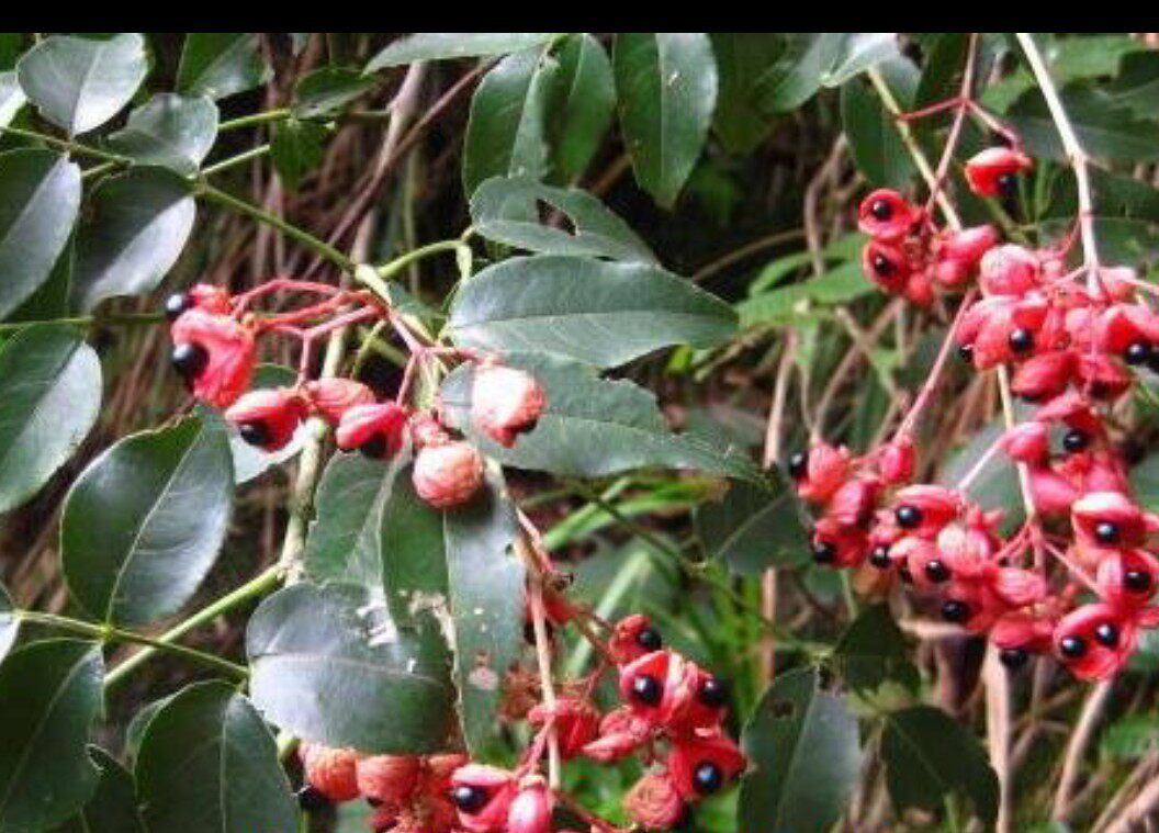 生和堂客家蕉岭中药材 鸡胫花 野鸦椿花 鸡心花 鸡轻花500克包邮