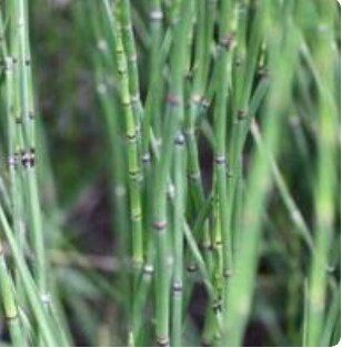 新货野生中药材 骨节草 接骨草 笔杆草 笔筒草 节节草500克包邮 - 图1