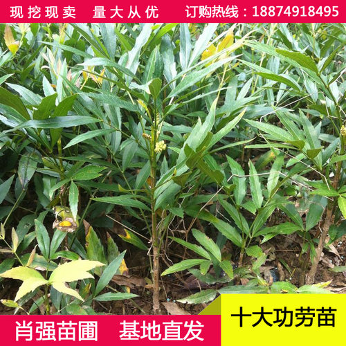 十大功劳小苗 土黄连 四季常青绿化苗木 清热解毒中药材 盆栽花卉 - 图0