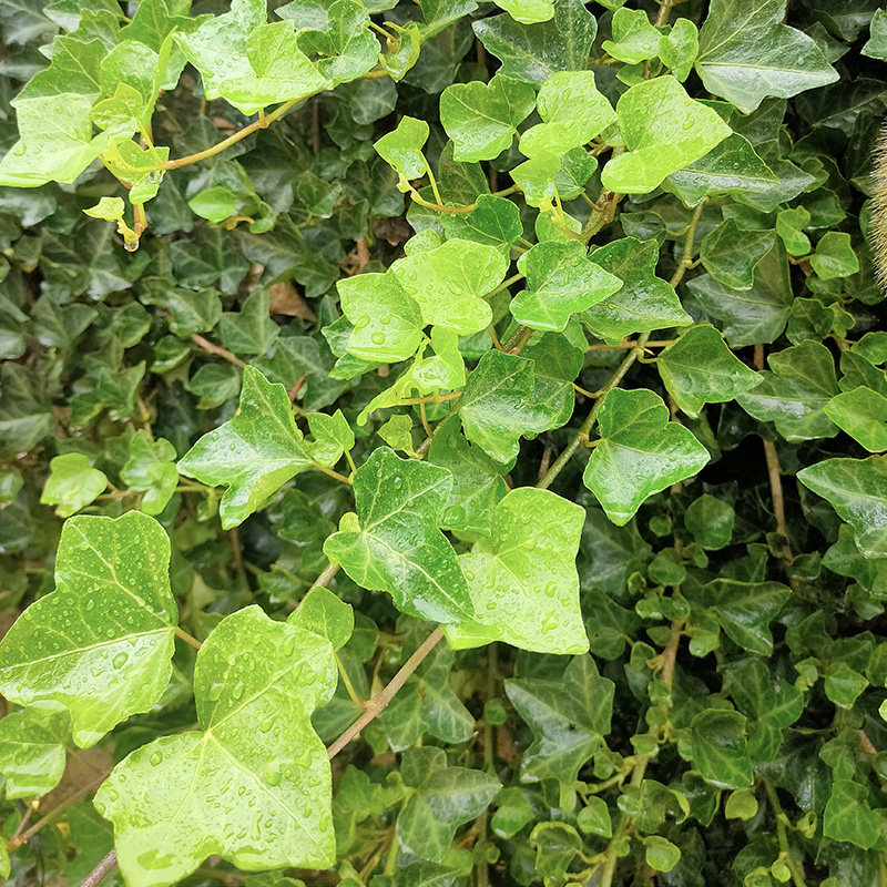 常春藤苗爬山虎爬墙藤围墙爬藤植物室内绿植四季常青园林绿化苗,淘宝优惠券,粉丝福利购,淘宝优惠卷