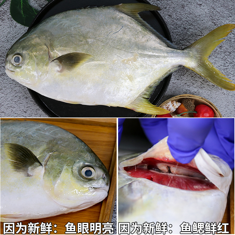 金鲳鱼新鲜冷冻冰鲜金昌鱼海鲳鱼深海鱼平鱼银鱼海鲜水产鲳鱼镜鱼 - 图1