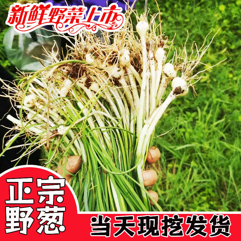 贵州野葱新鲜野葱野蒜小根蒜野胡葱薤白香葱野菜小葱现挖现卖大葱 - 图0