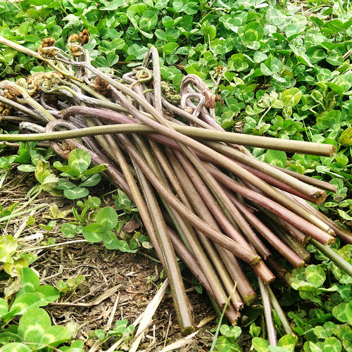 鲜嫩甜野生干蕨菜新鲜当季贵州省撅菜凉拌蕨苔农家野菜山蕨菜5斤 - 图2