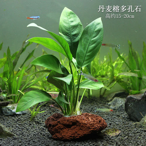鱼缸水草造景懒人火山石多孔石定植活体淡水植物水榕沉木水族箱 - 图2