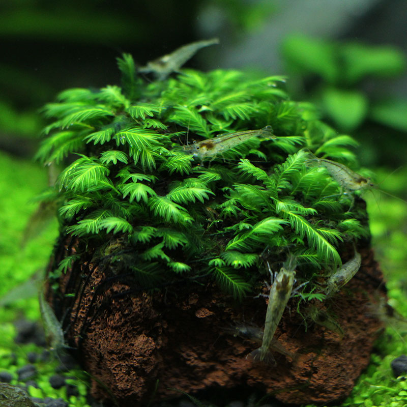 水族箱虾缸草缸定植火山石莫斯MOSS造景 凤尾苔垂泪大三角包邮 - 图2