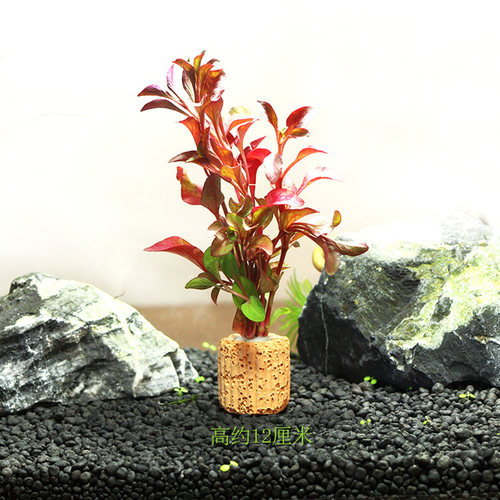小红波定植水族造景水草前中后景鱼缸活体装饰观赏可直接入缸 - 图1