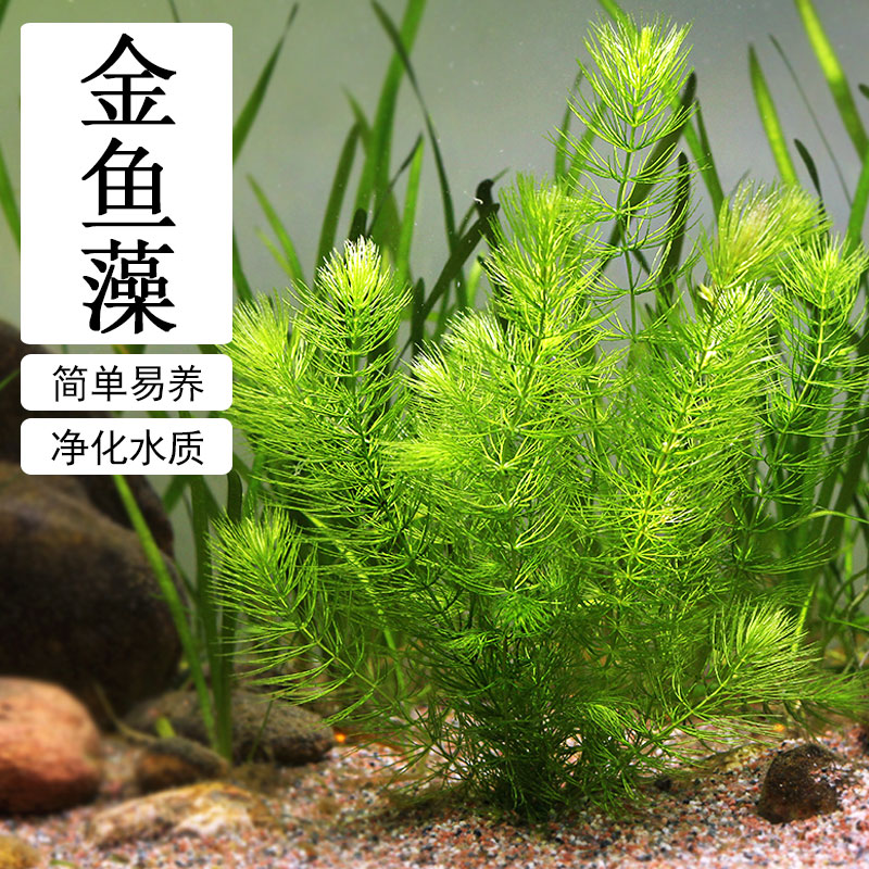 水族箱鱼缸装饰活体水草绿菊金鱼藻蜈蚣草羽裂坨草水榕沉木造景 - 图1