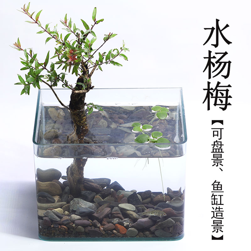 水杨梅鱼缸造景装饰水草植物阴性绿植乌龟缸水族箱净化淡水盆栽 - 图0