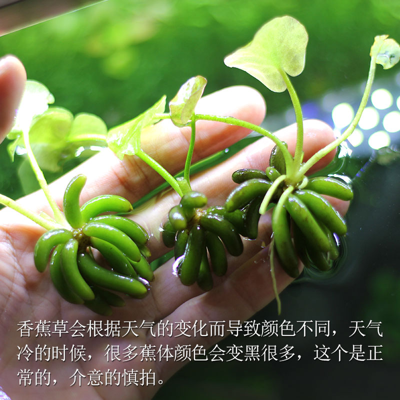 鱼缸香蕉草结蕉草水中叶前景水草造景活体懒人草无需种植淡水锦鲤-图1