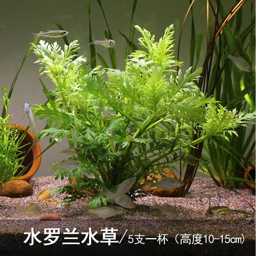 水罗兰水芹水草活体鱼缸草缸造景装饰水族淡水植物中后景有茎类 - 图0