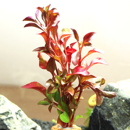 小红波定植水族造景水草前中后景鱼缸活体装饰观赏可直接入缸 - 图0