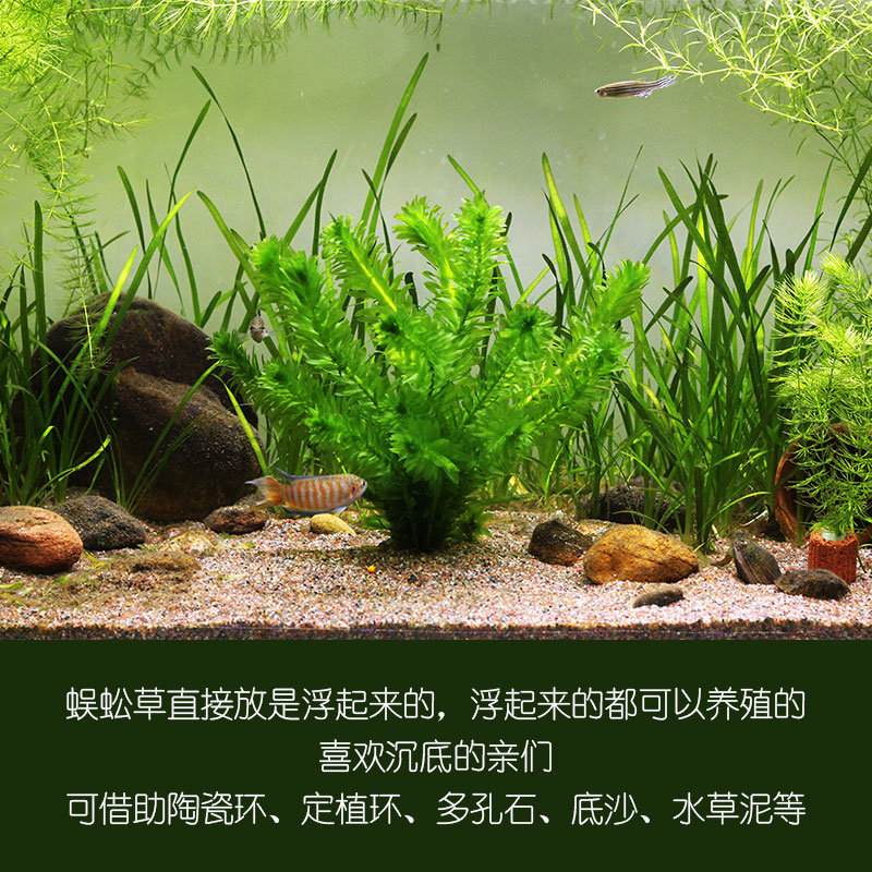 蜈蚣草定植鱼缸造景懒人水草水族箱活体绿菊金鱼藻净化水质挂卵 - 图1