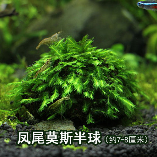 大三角凤尾莫斯半球水草造景懒人装饰鱼缸水族箱沉底阴性前景莫斯 - 图0