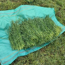 23 years drying the TiMoses straw grass section 1000 grams rabbit pasture grindstone to prevent bloating and small darling quality pasta