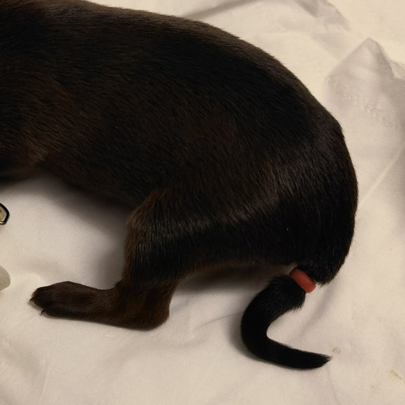 断尾器狗狗柯基泰迪狗断尾小狗断尾神器工具断尾圈皮筋宠物断尾器,淘宝优惠券,粉丝福利购,淘宝优惠卷