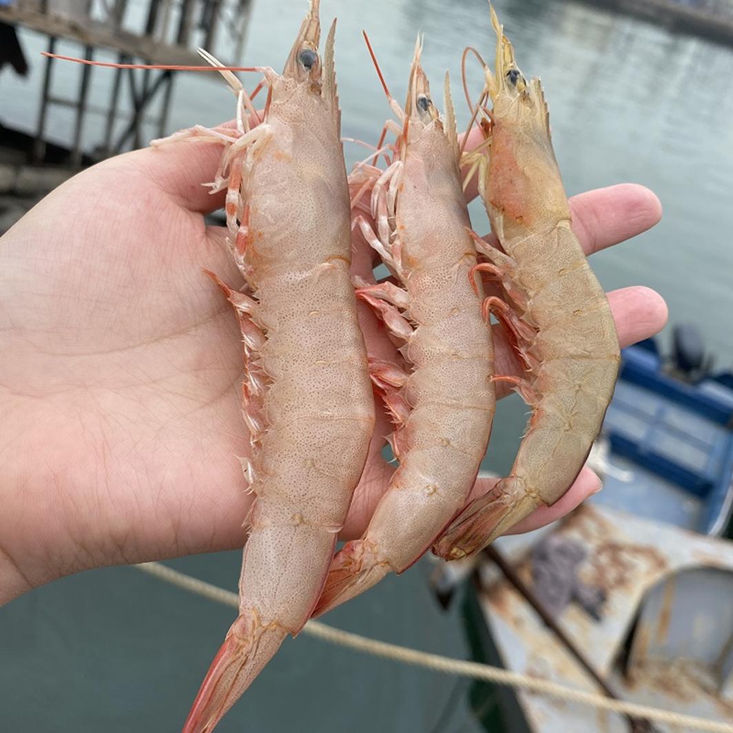 海虾鲜活麻虾新鲜滑皮虾野生剑虾速冻北海海鲜水产冷冻基围虾包邮 - 图1