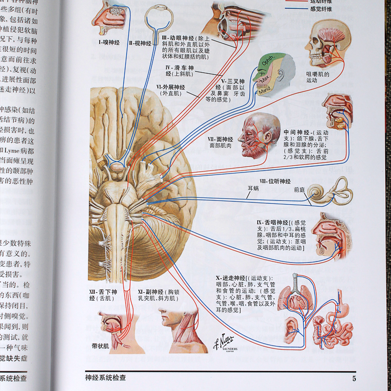 奈特神经系统疾病彩色图谱神经系统临床解剖病理生理书内科学神经科学抑郁症睡眠障碍临床医学Lahey医院临床病例人民卫生出版社-图0