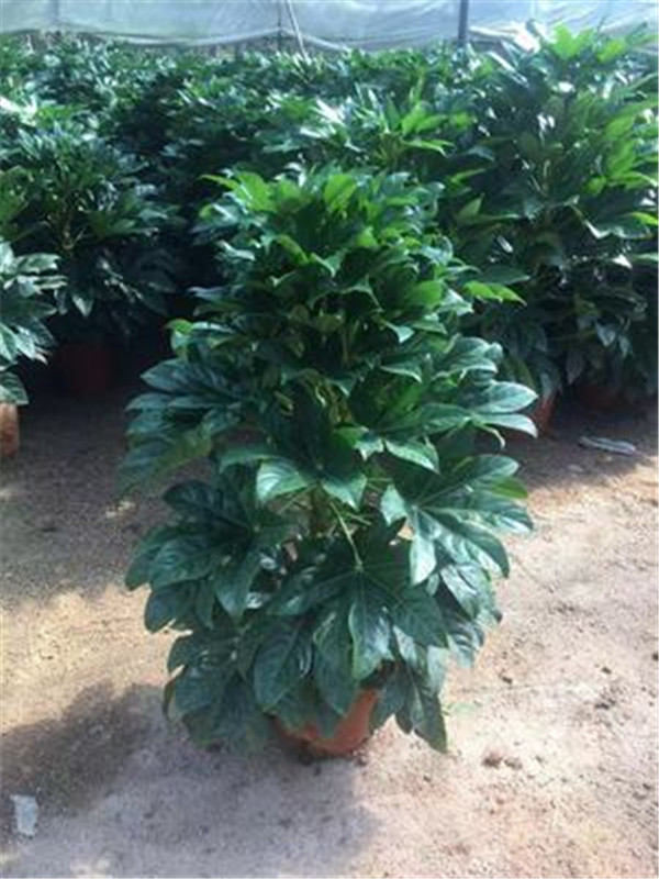 八角金盘 室内庭院大型观叶耐寒喜阴盆栽绿植 四季常青绿植,淘宝优惠券,粉丝福利购,淘宝优惠卷