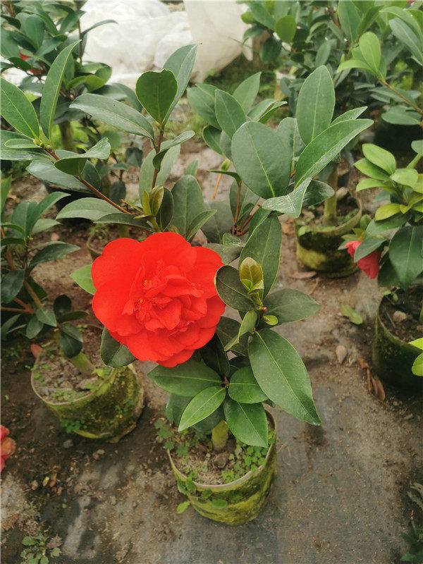 名贵茶花夏日七心大花型四季开花不断小苗盆栽嫁接苗稀有品种茶花