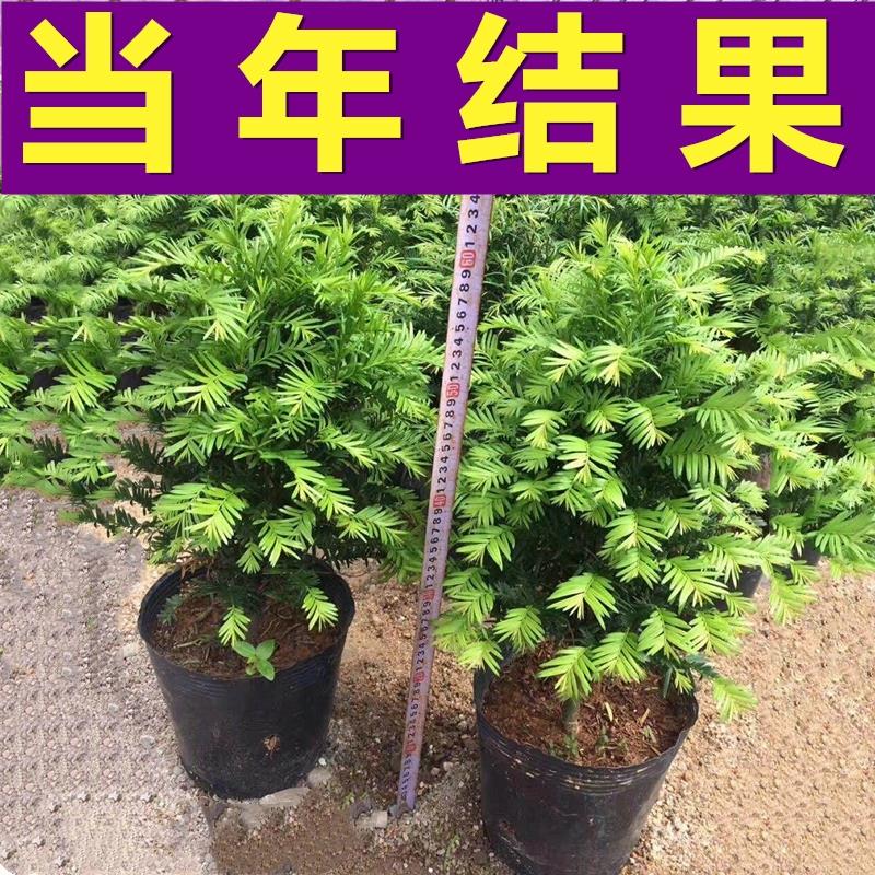 正宗南方红豆杉盆栽公母同盆树苗四季常青吸甲醛进化空气绿植包邮 - 图3