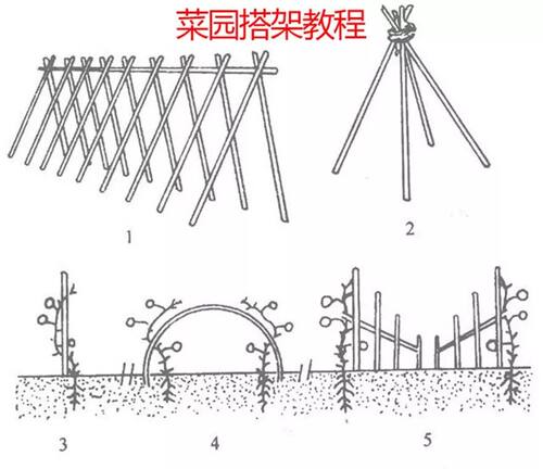 小竹子细竹竿菜园搭架户外篱笆豆角竹竿旗杆2米跳舞长竹竿粗大竹 - 图2