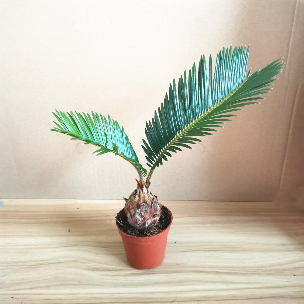 精品小铁树客厅书房盆栽四季常青绿植室内桌摆小盆栽耐旱好养,淘宝优惠券,粉丝福利购,淘宝优惠卷