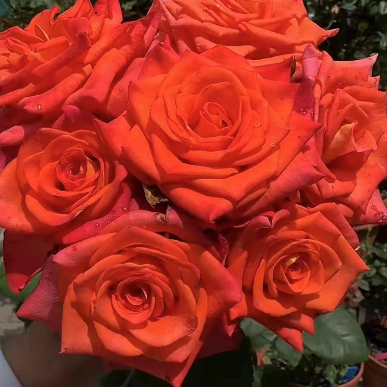 小调 新品切花玫瑰橘红色酒杯盆栽月季阳台阳台花卉灌木 - 图0