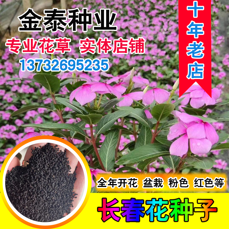 长春花种子四季播种开花室内庭院阳台盆栽花卉耐雨日日春花种籽子 - 图0