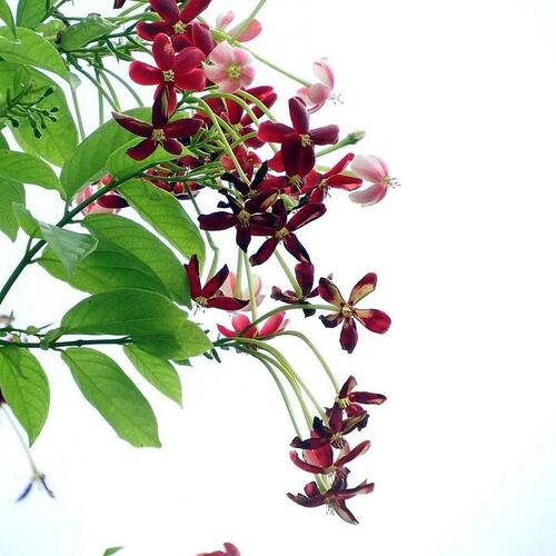 使君子种子舀求子四君子爬藤植物阳台盆栽攀爬花卉药材史君子种籽 - 图3