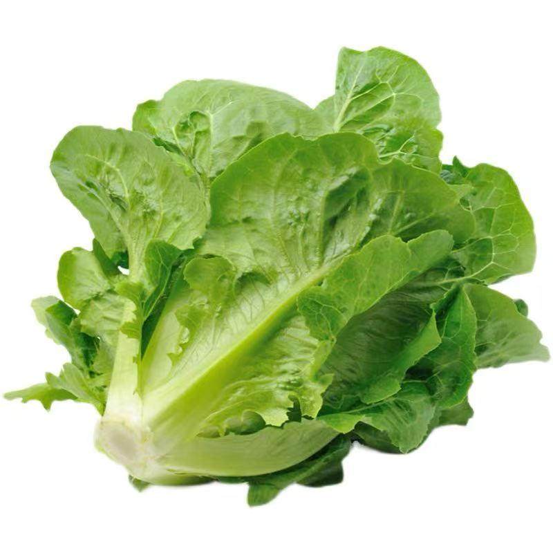 脆嫩生吃奶油大速生菜玻璃生菜苗子苗阳台四季耐寒盆栽春季蔬菜苗,淘宝优惠券,粉丝福利购,淘宝优惠卷