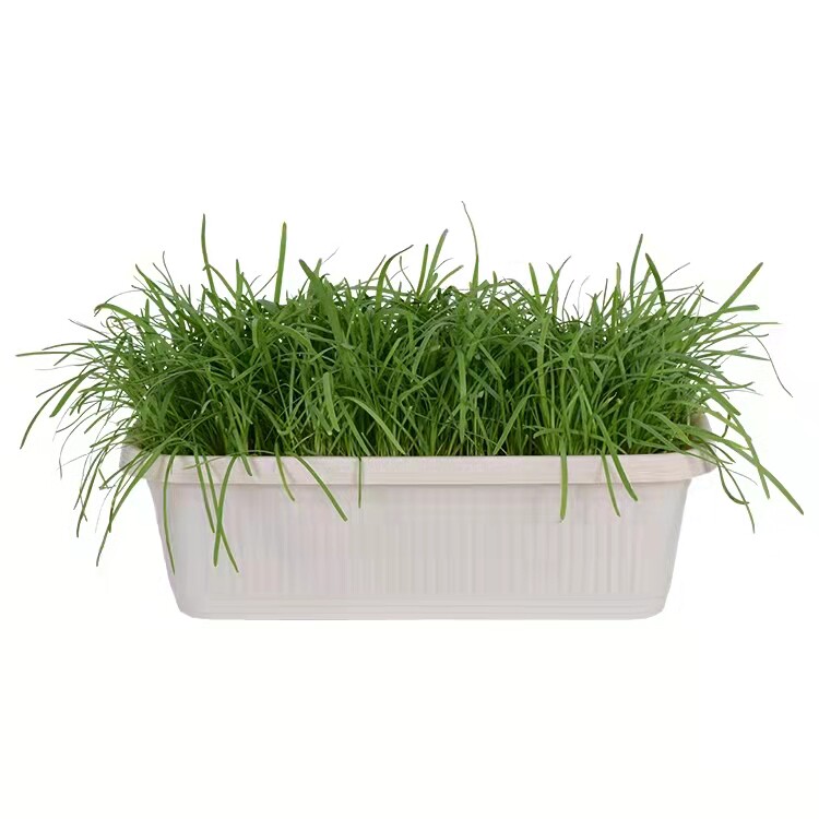 黄韭盆景南宫特产黄牙黄韭根水培蔬菜室内天然黄韭菜盆栽苗农产品,淘宝优惠券,粉丝福利购,淘宝优惠卷