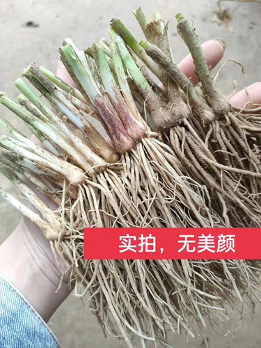 现挖细叶韭菜根农家韭菜苗阳台四季盆栽苗种菜本地宽叶韭菜易成活 - 图2