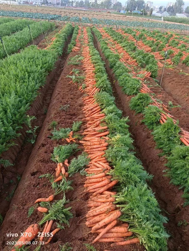 胡萝卜宝宝辅食露天红泥胡萝卜手指小胡萝卜绿色新鲜现拔云南包邮 - 图3